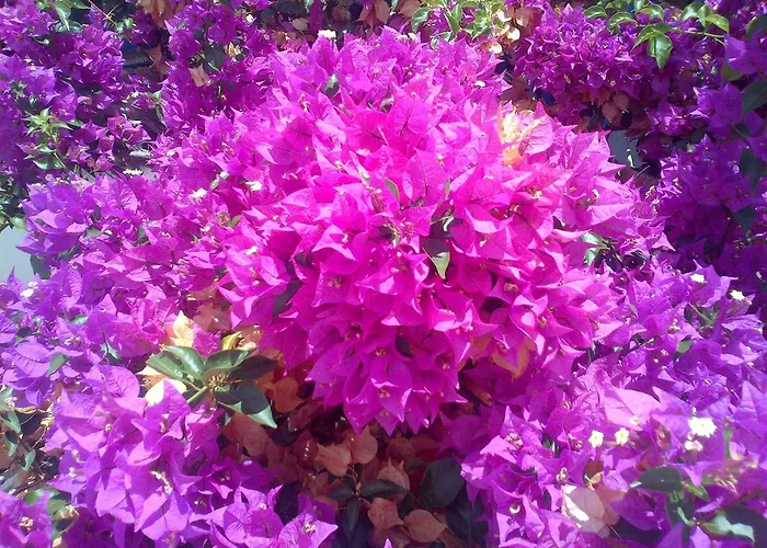 公寓式酒店 佩拉格斯一室公寓酒店