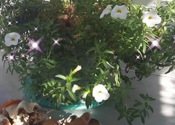 公寓式酒店 佩拉格斯一室公寓酒店 Páros