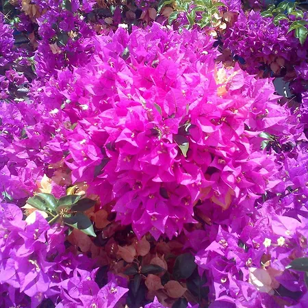 شقة فندقية Pelagos