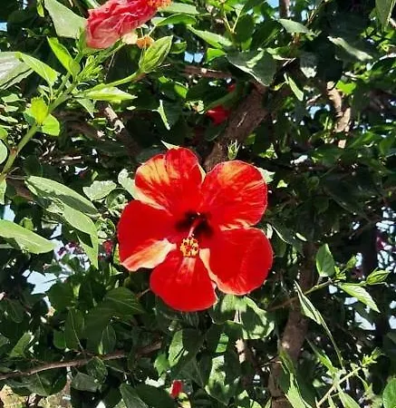 Pelagos 4* פארוס