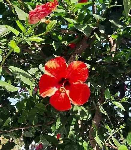 Pelagos 4* Parikia (Paros)